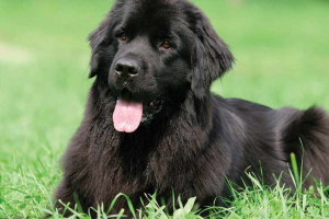 Newfoundland - sve o psu